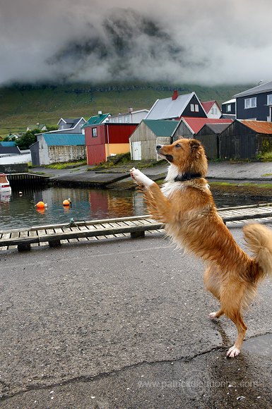 Leirvik harbour, Eysturoy, Faroe islands - Port de Leirvik, iles Feroe - FER142