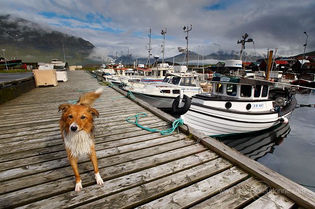 Leirvik harbour, Eysturoy, Faroe islands - Port de Leirvik, iles Feroe - FER148