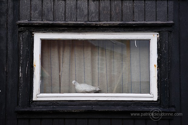 Gjogv, Eysturoy, Faroe islands - Gjogv, Eysturoy, iles Feroe - FER242