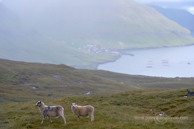 Sheep, Eysturoy, Faroe islands - Moutons, Eysturoy, iles Feroe - FER262