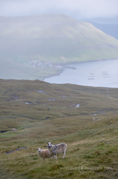 Sheep, Eysturoy, Faroe islands - Moutons, Eysturoy, iles Feroe - FER263
