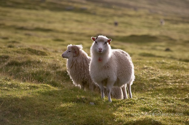 Ewe and lamb, Eysturoy, Faroe islands - Brebis et agneau, iles Feroe - FER705