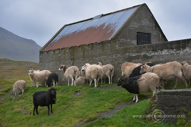 Sheep, Eysturoy, Faroe islands - Moutons, iles Feroe - FER769