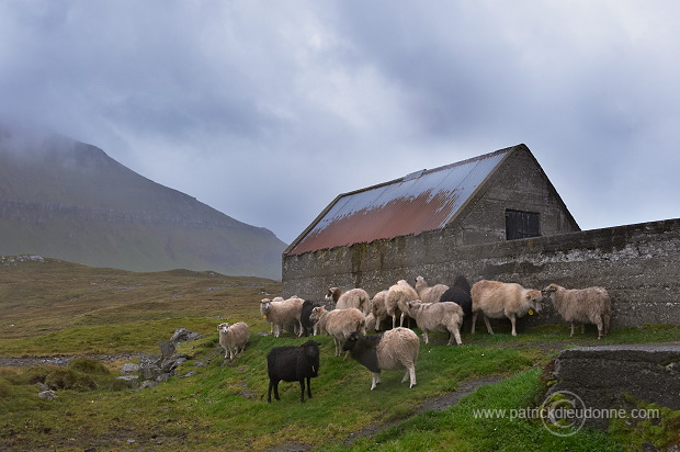 Sheep, Eysturoy, Faroe islands - Moutons, iles Feroe - FER770