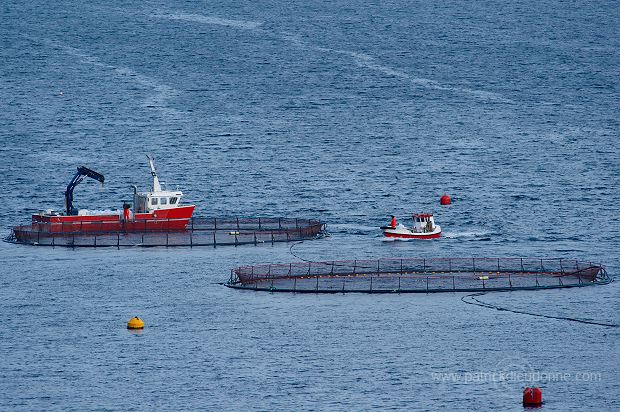 Salmon farming, Nordoyar, Faroe islands - Elevage du saumon, iles Feroe - FER275