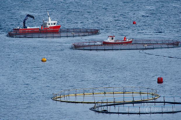 Salmon farming, Nordoyar, Faroe islands - Elevage du saumon, iles Feroe - FER276