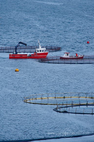 Salmon farming, Nordoyar, Faroe islands - Elevage du saumon, iles Feroe - FER277