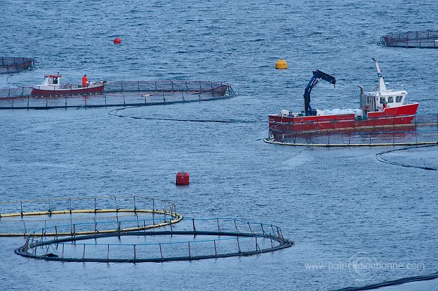 Salmon farming, Nordoyar, Faroe islands - Elevage du saumon, iles Feroe - FER278