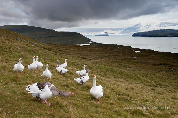 Geese, Sandoy, Faroe islands - Oies, iles Feroe - FER287