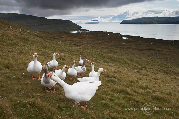 Geese, Sandoy, Faroe islands - Oies, iles Feroe - FER288