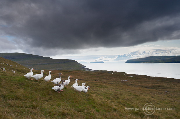 Geese, Sandoy, Faroe islands - Oies, iles Feroe - FER289