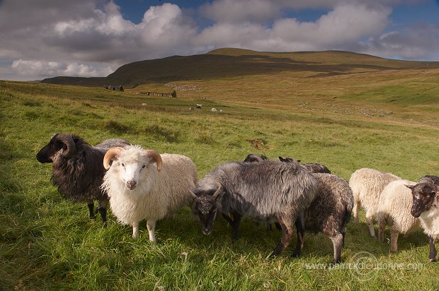 Sheep rams, Sandoy, Faroe islands - Beliers, iles Feroe - FER290