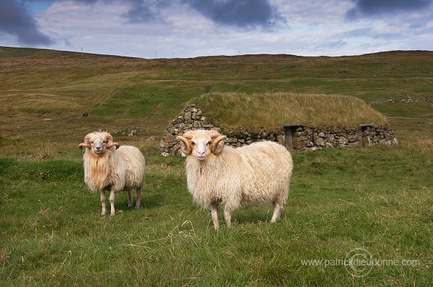 Sheep rams, Sandoy, Faroe islands - Beliers, iles Feroe - FER291