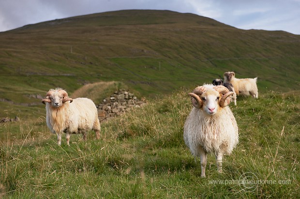 Sheep rams, Sandoy, Faroe islands - Beliers, iles Feroe - FER292