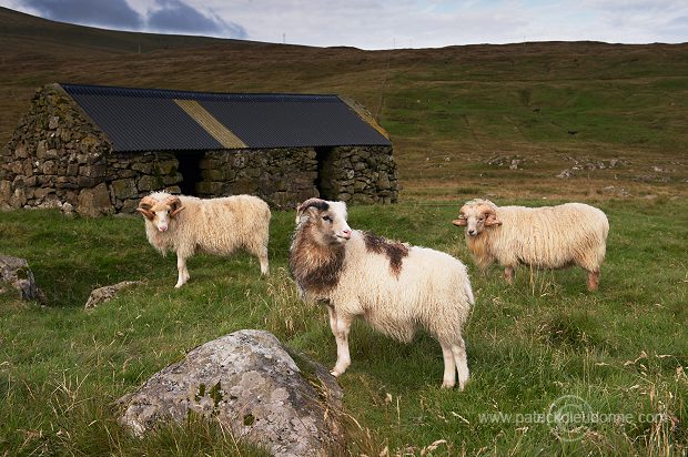 Sheep rams, Sandoy, Faroe islands - Beliers, iles Feroe - FER293