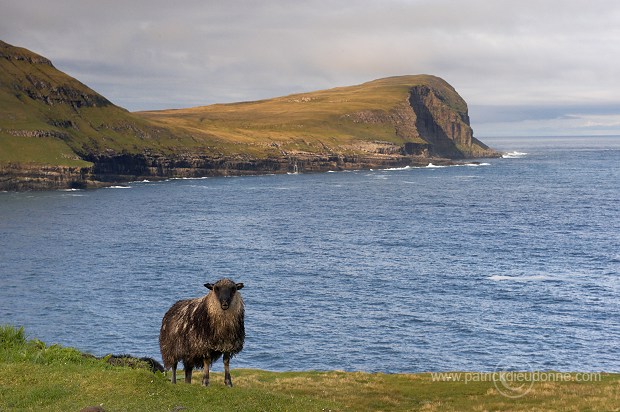 Sheep at Husavik, Sandoy, Faroe islands - Moutons, iles Feroe - FER309