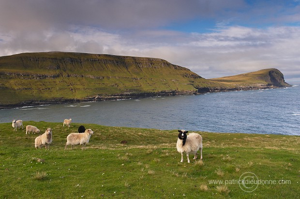 Sheep at Husavik, Sandoy, Faroe islands - Moutons, iles Feroe - FER310