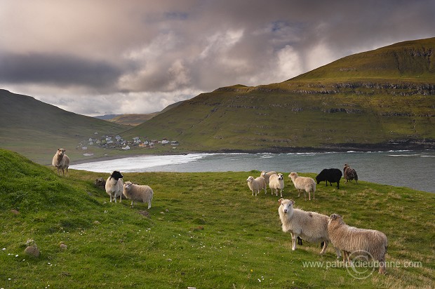 Sheep at Husavik, Sandoy, Faroe islands - Moutons, Husavik, iles Feroe - FER311