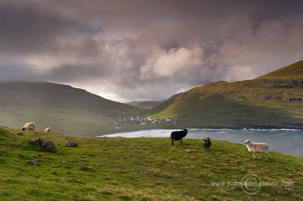 Sheep at Husavik, Sandoy, Faroe islands - Moutons, Husavik, iles Feroe - FER312