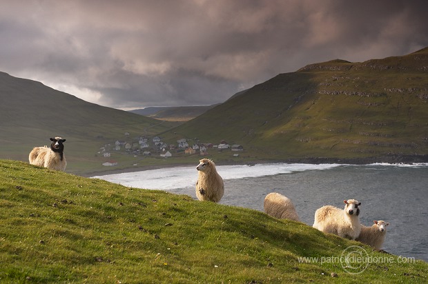 Sheep at Husavik, Sandoy, Faroe islands - Moutons, Husavik, iles Feroe - FER314