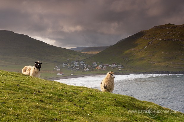 Sheep at Husavik, Sandoy, Faroe islands - Moutons, Husavik, iles Feroe - FER315