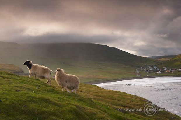 Sheep at Husavik, Sandoy, Faroe islands - Moutons, Husavik, iles Feroe - FER317