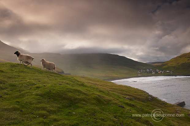 Sheep at Husavik, Sandoy, Faroe islands - Moutons, Husavik, iles Feroe - FER318