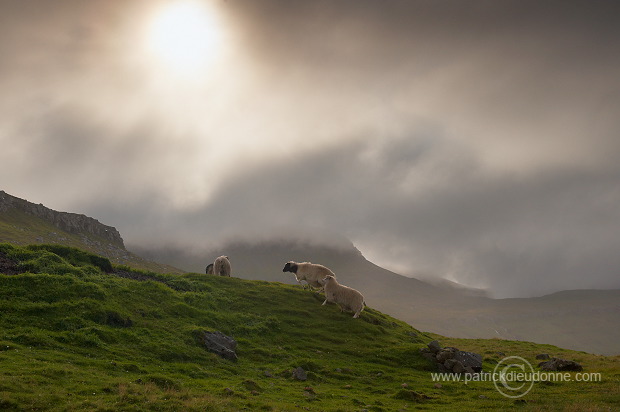 Sheep, Husavik, Faroe islands - Moutons, iles Feroe - FER319
