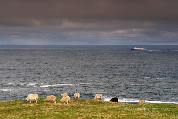 Sheep, Husavik, Faroe islands - Moutons, iles Feroe - FER320