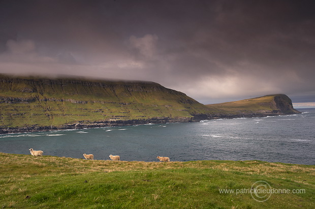 Sheep at Husavik, Sandoy, Faroe islands - Moutons, iles Feroe - FER322