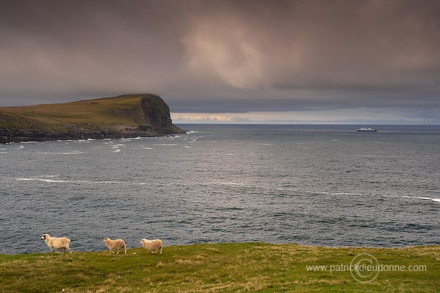 Sheep at Husavik, Sandoy, Faroe islands - Moutons, iles Feroe - FER323