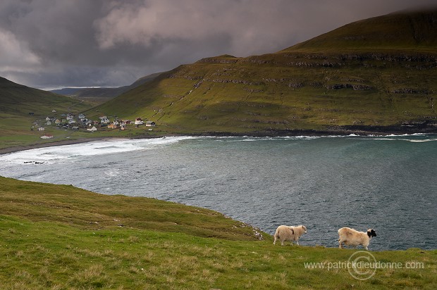Sheep at Husavik, Sandoy, Faroe islands - Moutons, Husavik, iles Feroe - FER324