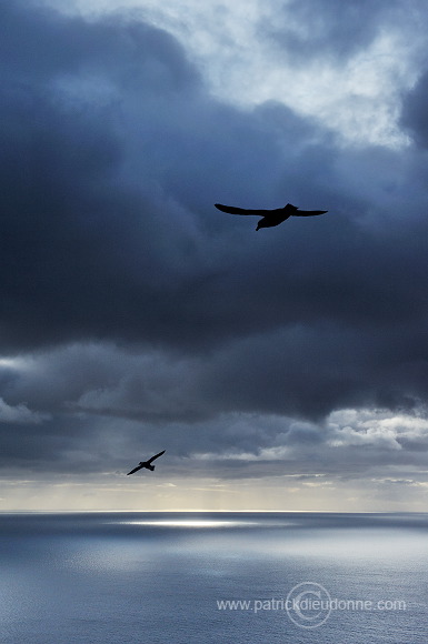 Fulmars in flight, Sandoy, Faroe islands - Fulmars, iles Feroe - FER350