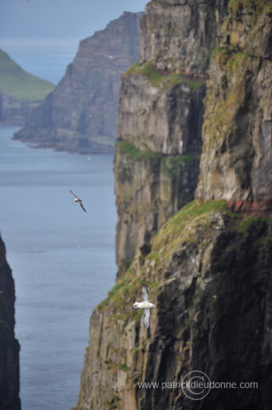 Fulmars in flight, Sandoy, Faroe islands - Fulmars, iles Feroe - FER352