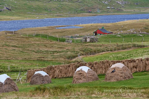 Grothusvatn, Sandoy, Faroe islands - Grothusvatn, iles Feroe - FER380