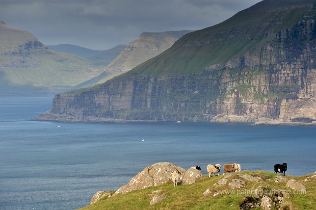 Sheep, Sandoy, Faroe islands - Moutons, Sandoy, iles Feroe - FER390