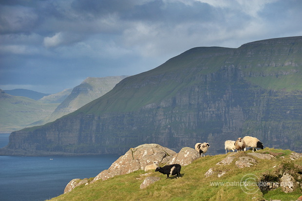 Sheep, Sandoy, Faroe islands - Moutons, Sandoy, iles Feroe - FER391