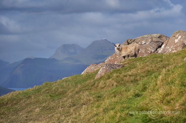 Sheep, Sandoy, Faroe islands - Moutons, Sandoy, iles Feroe - FER392