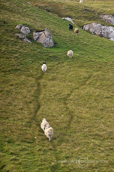 Sheep, Sandoy, Faroe islands - Moutons, Sandoy, iles Feroe - FER393