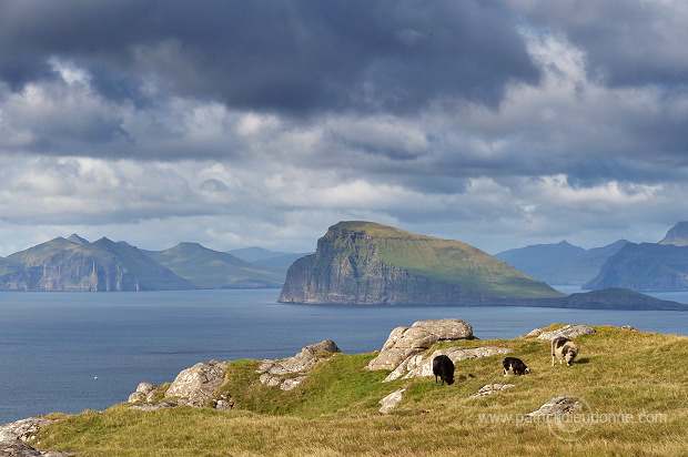 Sheep, Sandoy, Faroe islands - Moutons, Sandoy, iles Feroe - FER395