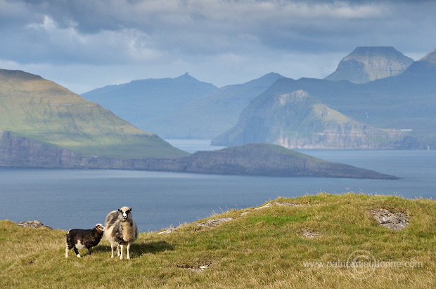 Sheep, Sandoy, Faroe islands - Moutons, Sandoy, iles Feroe - FER397