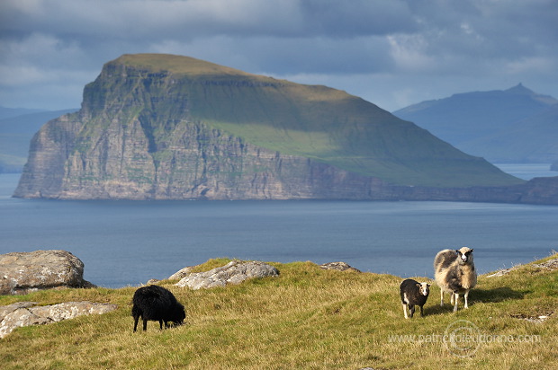 Sheep, Sandoy, Faroe islands - Moutons, Sandoy, iles Feroe - FER398