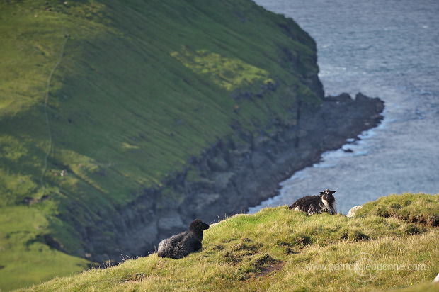 Trollhovdi, Sandoy, Faroe islands - Trollhovdi, iles Feroe - FER399