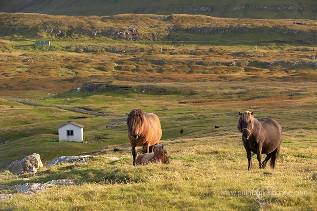 Horses, Sandoy, Faroe islands - Chevaux, Iles Feroe - FER430
