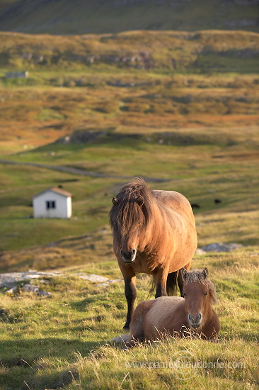 Horses, Sandoy, Faroe islands - Chevaux, Iles Feroe - FER431