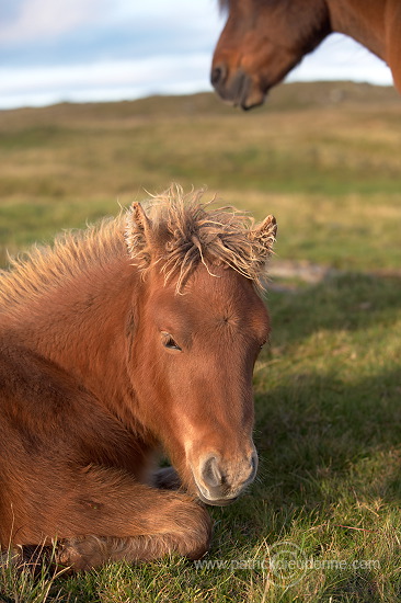 Horses, Sandoy, Faroe islands - Chevaux, Iles Feroe - FER436