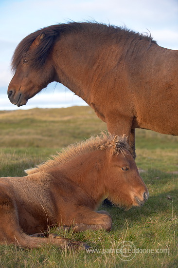 Horses, Sandoy, Faroe islands - Chevaux, Iles Feroe - FER437