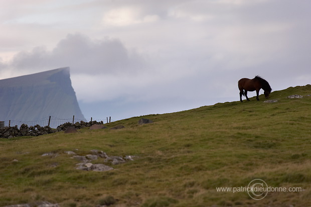 Horses, Sandoy, Faroe islands - Chevaux, Iles Feroe - FER445