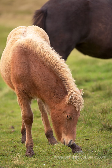 Horses, Sandoy, Faroe islands - Chevaux, Iles Feroe - FER447