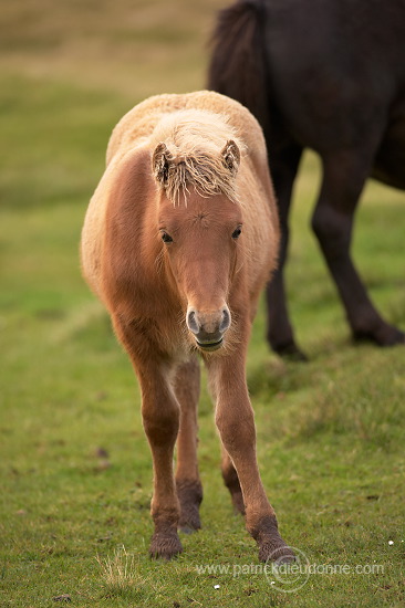 Horses, Sandoy, Faroe islands - Chevaux, Iles Feroe - FER448